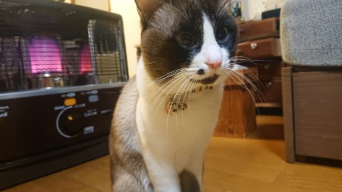 今朝の二匹です ( •ω•ฅ).