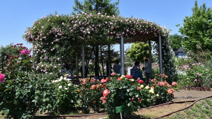 バラ狩り　埼玉県鴻巣市関新田　第14回こうのす花まつり：花久の里・川里会場（3）四季の花もたくさん咲いてます