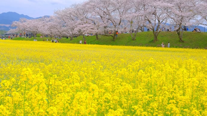 sakeの歩窓から(藤原宮跡)
