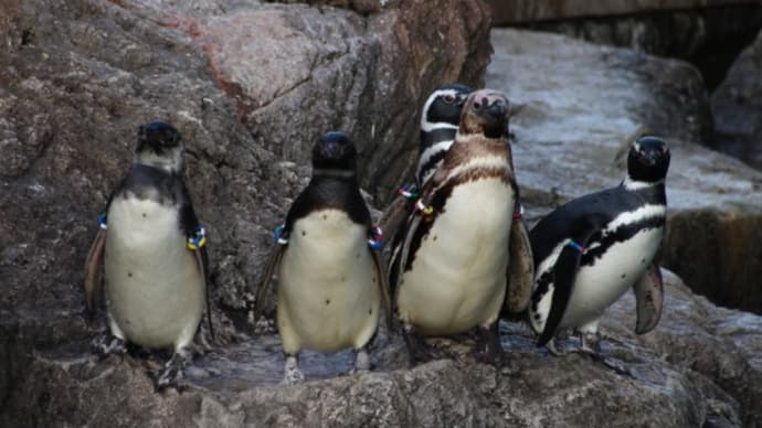何ペンギン？　２