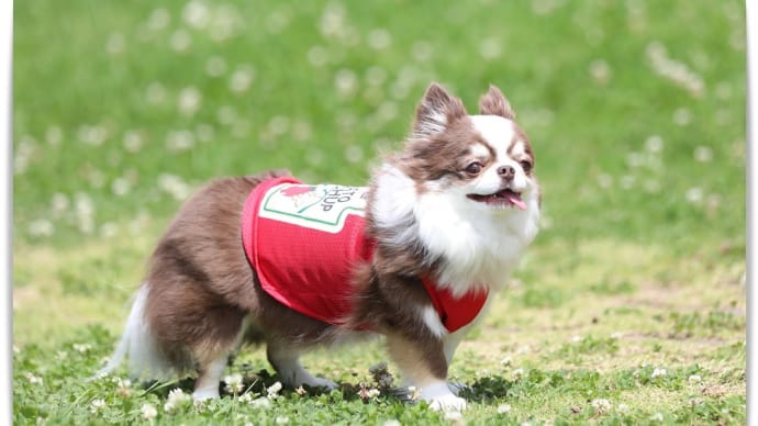 ふしぎちゃんが頑張った夏休み👏