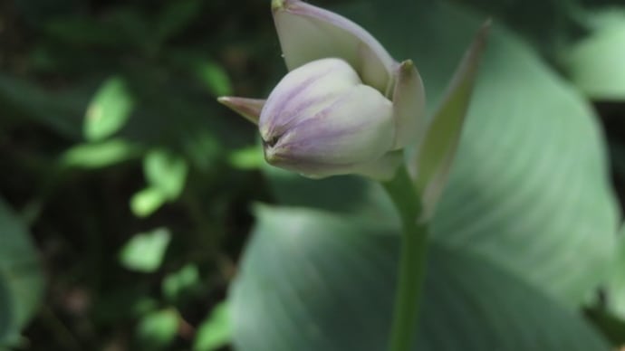 走りの美・旬の美・有終の美~京都府立植物園2020年6月(5)