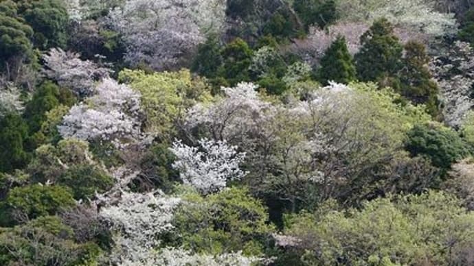 4月最初の教室 満開の桜