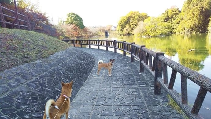 郡山城跡公園、ワンコOKで穴場やで!