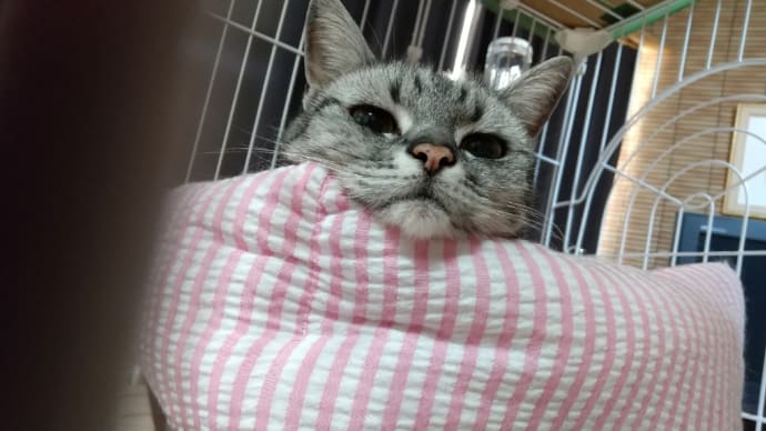 新しいトイレに戸惑う昭和の人間。
