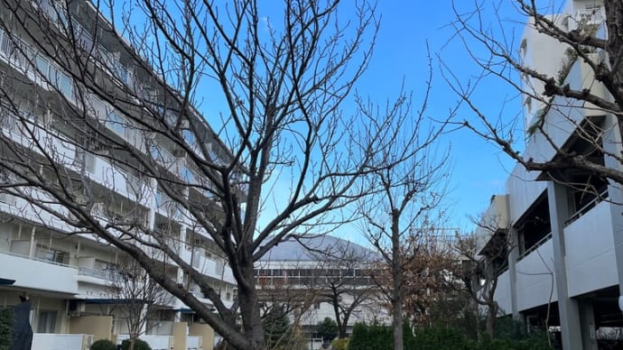 俳句 冬木立