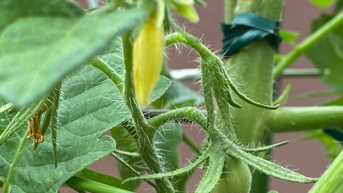 実ぃ〜🍅