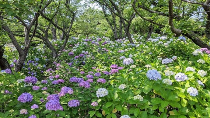 種松山公園西園地（倉敷市）の紫陽花