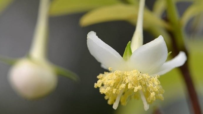 鉢植えの「梅花甘茶」