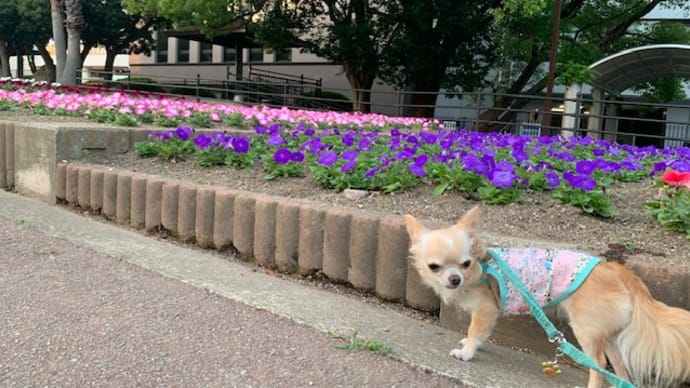 お花にはとことん興味がないこと🌼