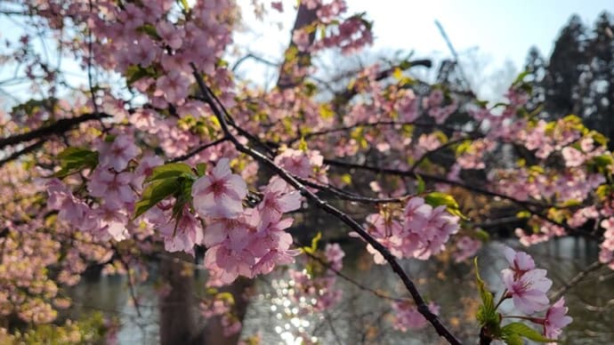 「春満開・・・花満開」