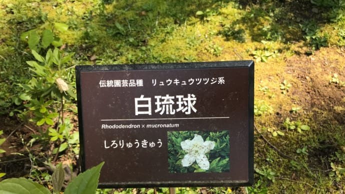 違いがわからない‼️リュウキュウツツジ