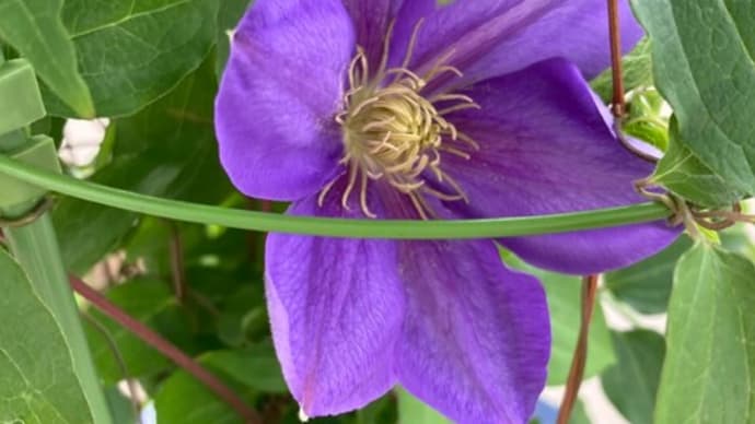 花は時期がくれば咲く