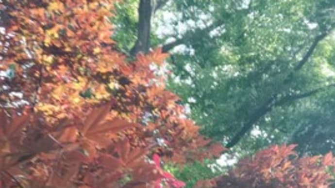 「乾杯」が気になる花さんぽ①