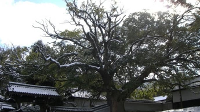 京都妖怪探訪（８５）：雪の青蓮門院門跡・その１