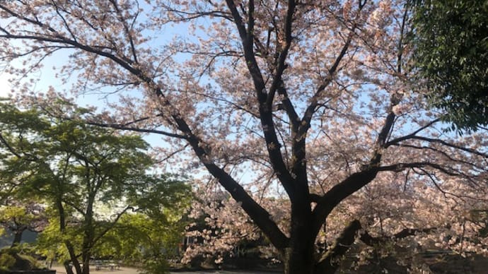 火曜日の出勤途中の桜を愛でる