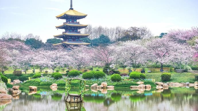 「世界の桜⑦」東湖桜花園~写真と短歌で綴る世界文化紀行