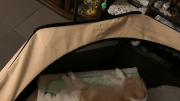自宅皮下補液の日