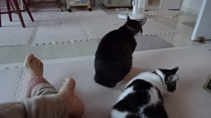 朝のルーティン、ちびズ参加