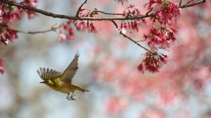 桜にくるメジロ