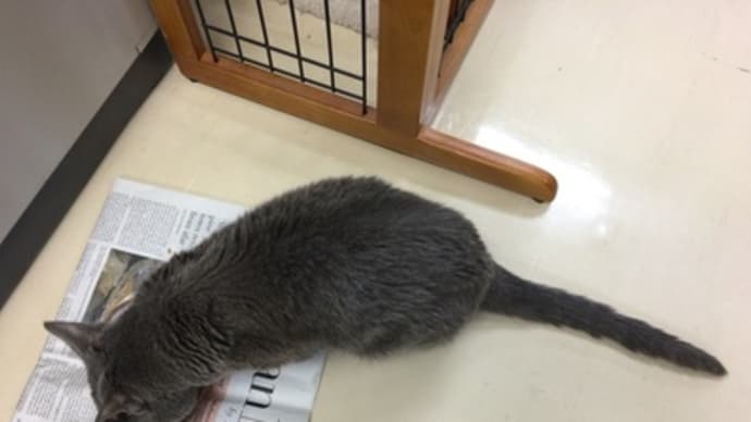 ソーニャは元気です