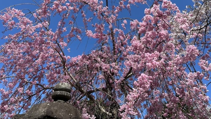 奈良市の桜