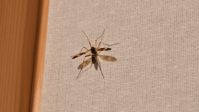 お久し振りのホリカワクシヒゲガガンボでしたが