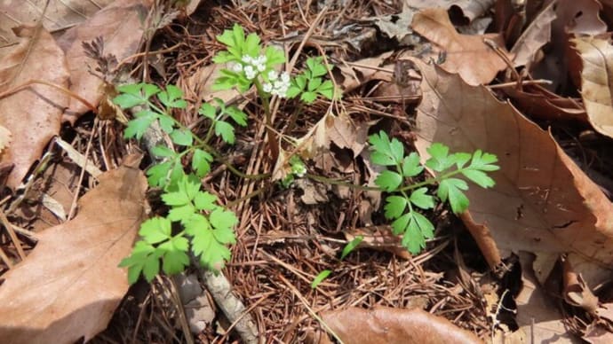 高ボッチ高原・鉢伏山で最近咲いている花 セントウソウ(仙洞草)