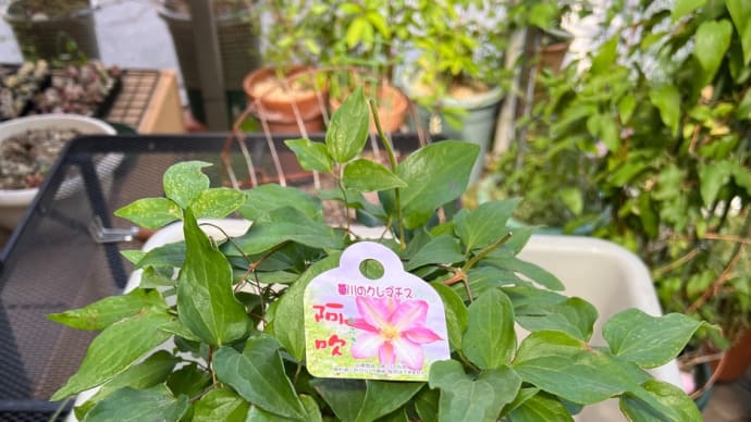 花が終わった開花鉢*クレマチス阿吹*の剪定&植え替え