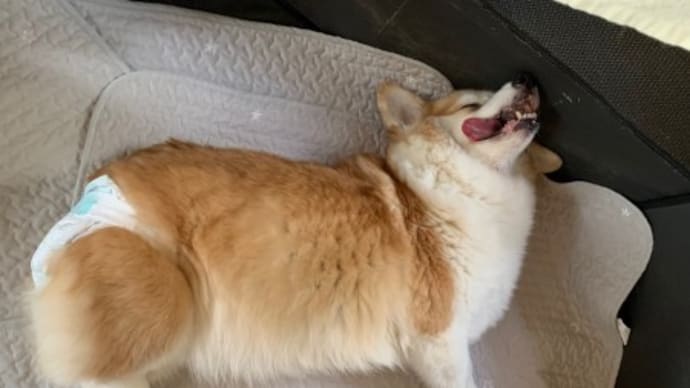 せがるんよ…