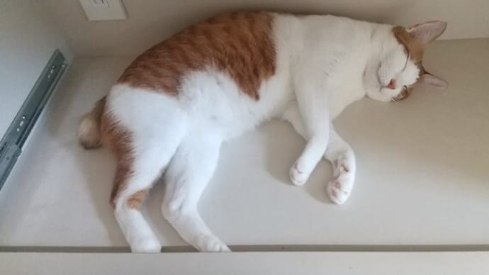 とても、暑い日が続きそうです。