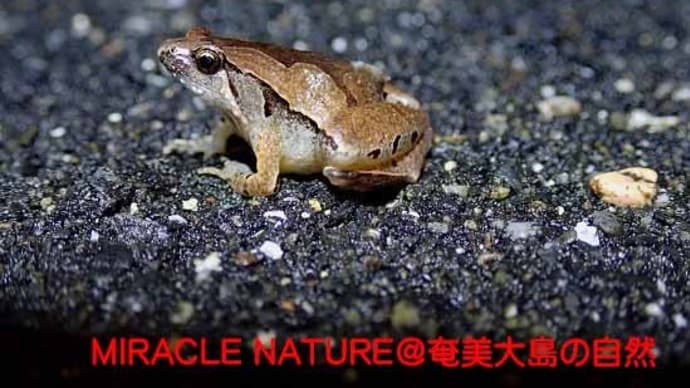 ヒメアマガエル