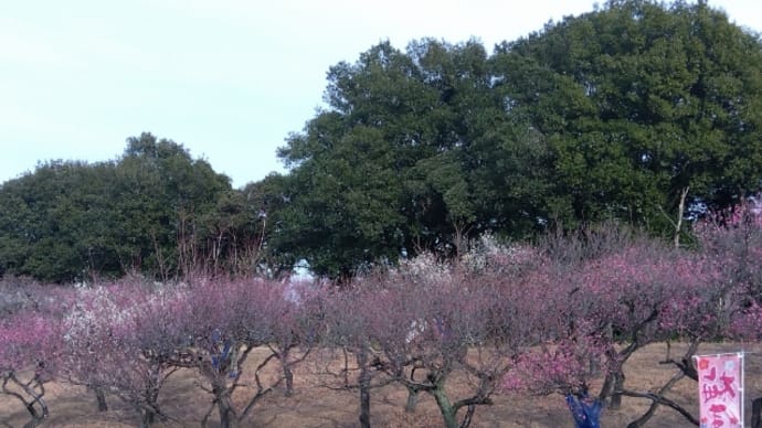 桐生市南公園の梅まつり