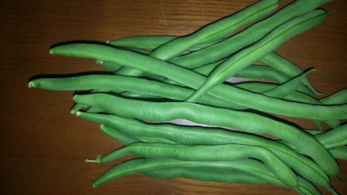 いんげん豆収穫