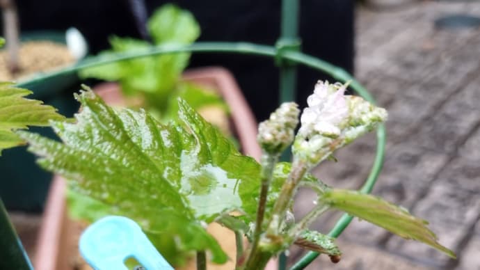 デラウェア✨花房が見えてきた🌱