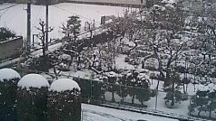 真っ白け。