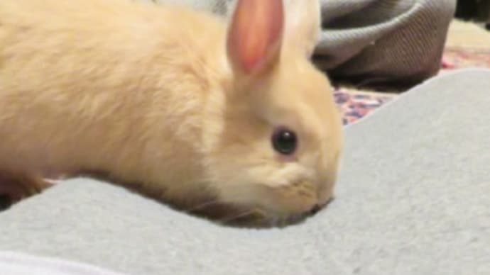 うさぎ学長!わちゃまる君!(その20)トンネルだぜ、わちゃまる君