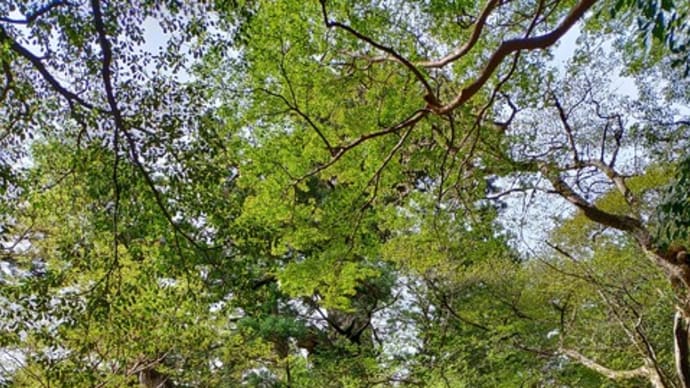 屋久島登山記 縄文杉からトロッコ道へ