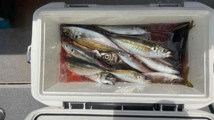 8日・釣果