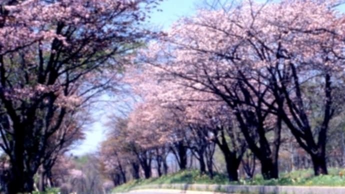 梅野哲の観に行きたい桜の名所㉚