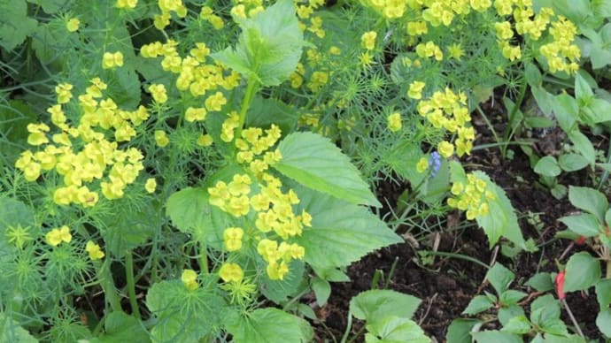 植物的生き方を考える、もっとゆったり生きたら。
