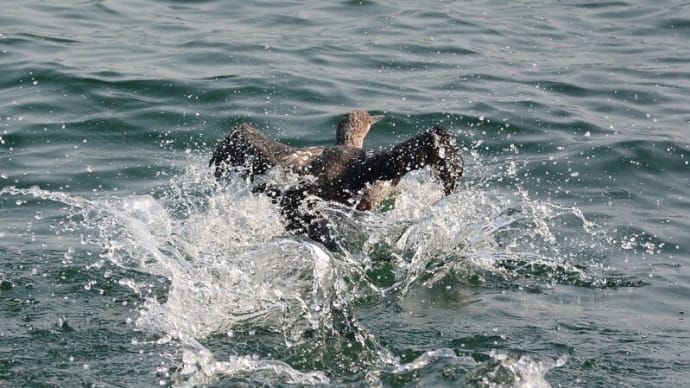 粟島の野鳥たち オオハム