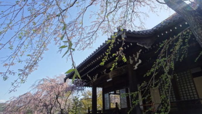 2020年・妙満寺、散り際の‘清姫桜’　＠　京都妖怪探訪（６９４）