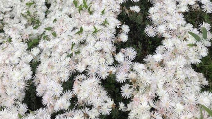 花壇にカーペットが