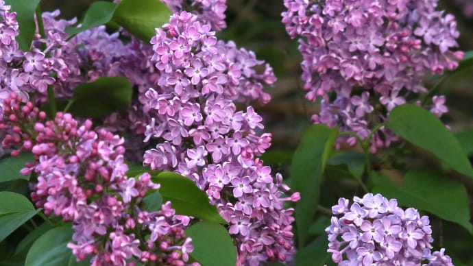 春の花の回想、北海道の花の五月は特急なので　1-2