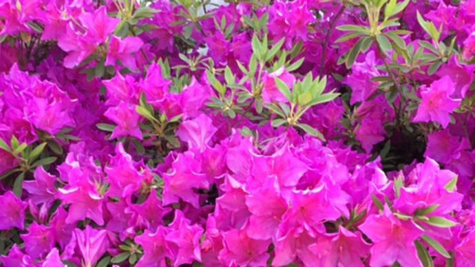 花盛り🌸💐🌼