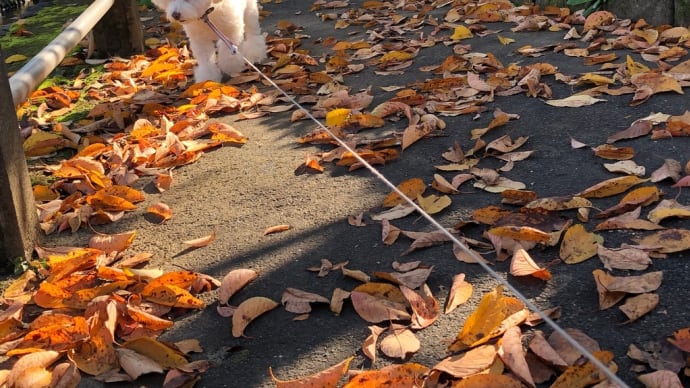 落ち葉🍂カサカサ散歩