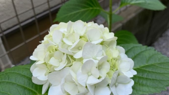 我が家の紫陽花が開きました！
