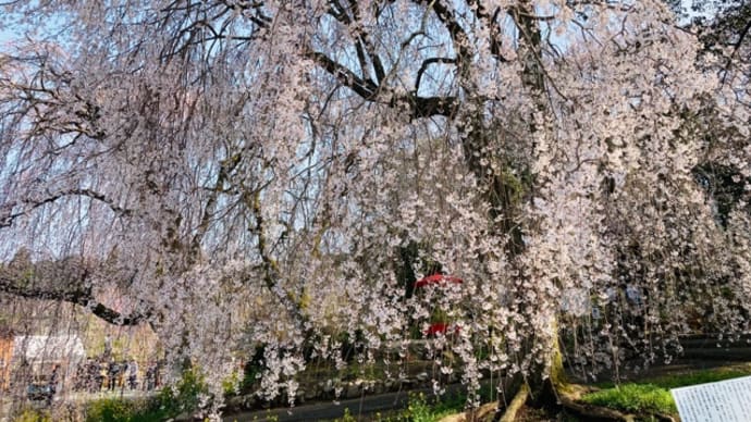 美しい枝垂れ桜…