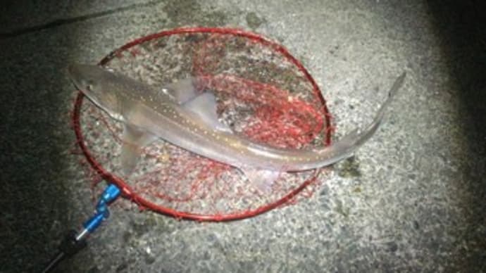銚子外港 海釣り